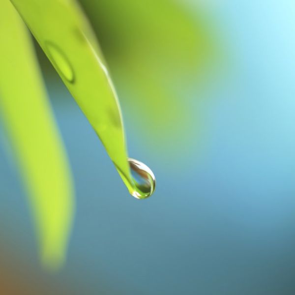 Ein Wassertropfen hängt an der Blattspitze eines hellgrünen dicken schmalen Succulenten-Blattes, vor einem zweiten Blatt ohne Tropfen.