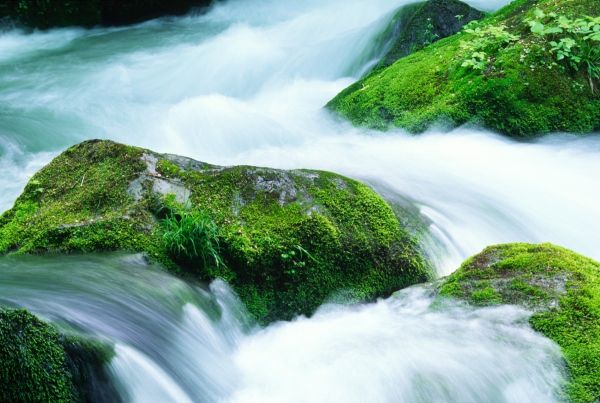 In einem Bach umfließt stark fließendes Wasser bemooste Steine, die zum Teil auch mit Gras und anderen Pflanzen bewachsen sind.