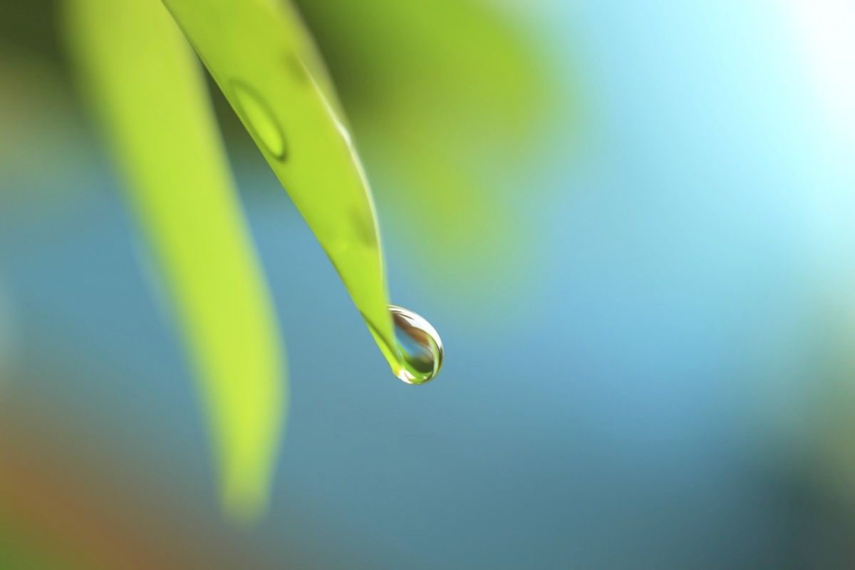 Ein Wassertropfen hängt an der Blattspitze eines hellgrünen dicken schmalen Succulenten-Blattes, vor einem zweiten Blatt ohne Tropfen.